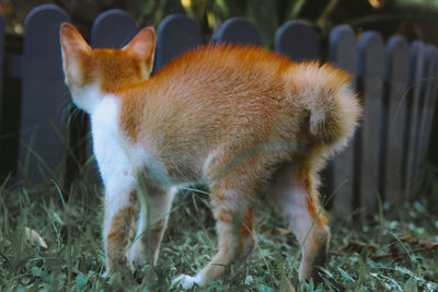 View of a cat on field