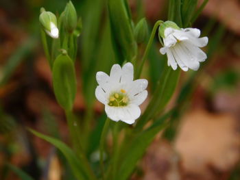 Close-up of white flowers