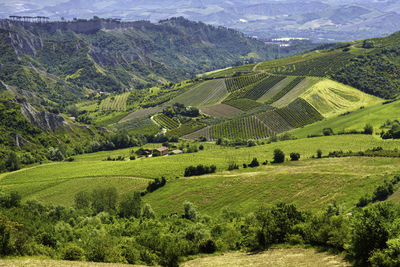 Scenic view of agricultural field