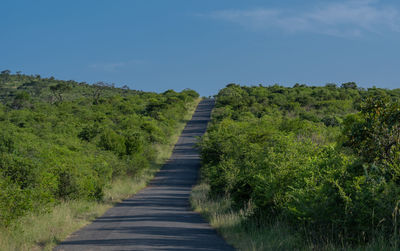 Footpath amidst trees against sky