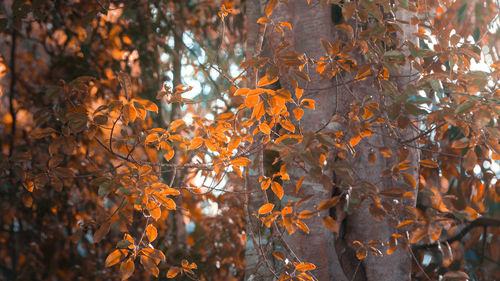 Close-up of autumn leaves on tree