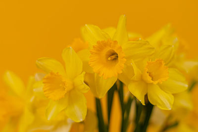 Close-up of yellow flowering plant