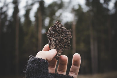 Cropped of hand holding wood against trees