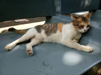 High angle view of cat resting on floor