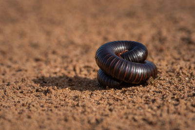 Tanzanian red-legged millipede coiled up on track