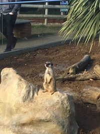 Cats sitting on rock at zoo