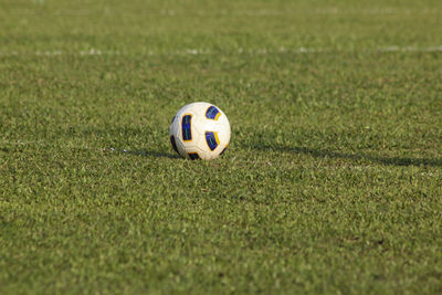 Close-up of grassy field