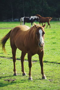 Portrait of horse standing on field