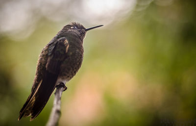 Close-up of bird perching on stem