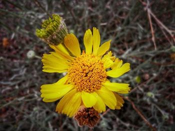 Close-up of yellow flower