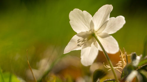 Close-up of white flowering plant