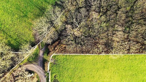 Aerial view of tress on field