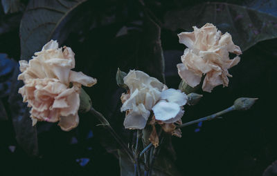 Close-up of white rose blooming outdoors