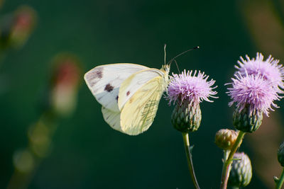 Close-up of butterfly pollinating on a whistle