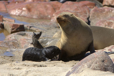 Animal relaxing on rock