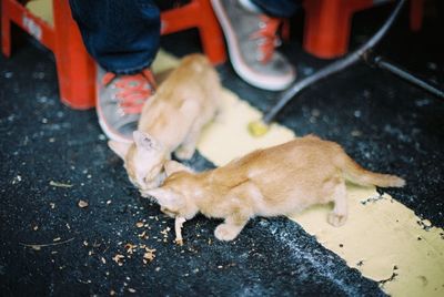 High angle view of kittens feeding on road