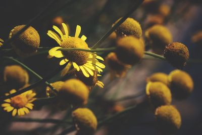 Close-up of yellow flowering plants