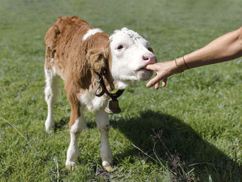 Horse standing on field