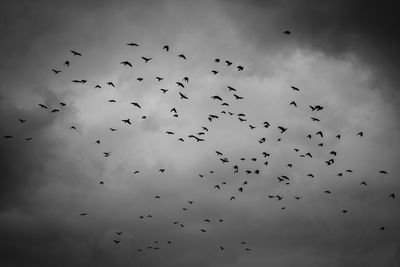Low angle view of birds flying in sky