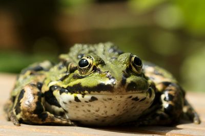 Close-up of frog  