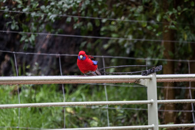 Close-up of parrot perching on tree
