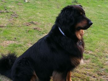 Black dog looking away on field