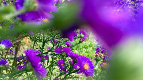 Close-up of purple flowers