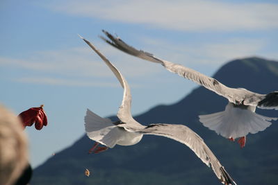 Scenic view of seagull flying mid air