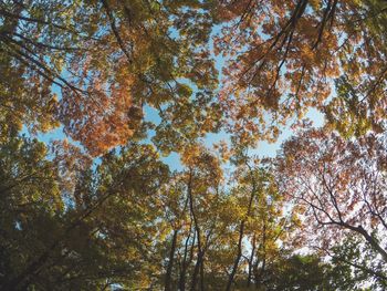 Low angle view of trees in forest against sky