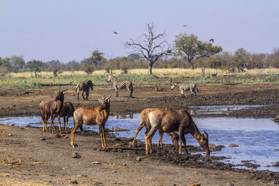 Antelopes with zebras standing at lakeshore against clear sky