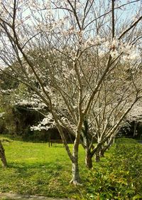 View of cherry blossom tree in park