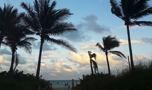 Low angle view of silhouette palm trees against sky