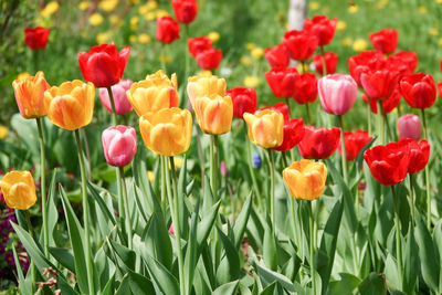 Close-up of red tulips in field