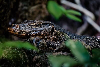 Close-up of a lizard