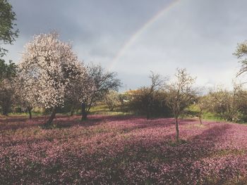 Scenic view of rainbow over trees on field