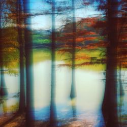 Trees in forest against sky