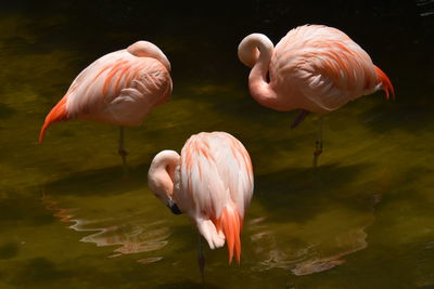 Flamingos in group with artistic pose