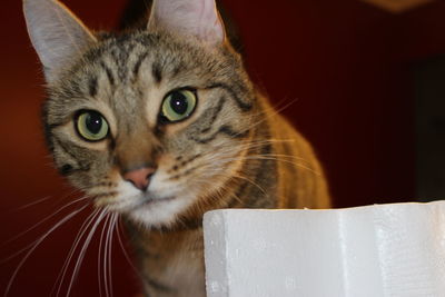 Close-up portrait of cat