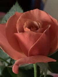 Close-up of rose flower