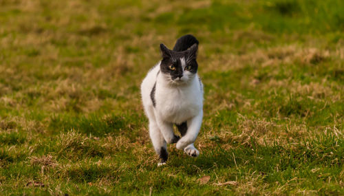 Portrait of dog on field