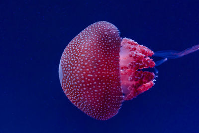 Close-up of jellyfish swimming in sea