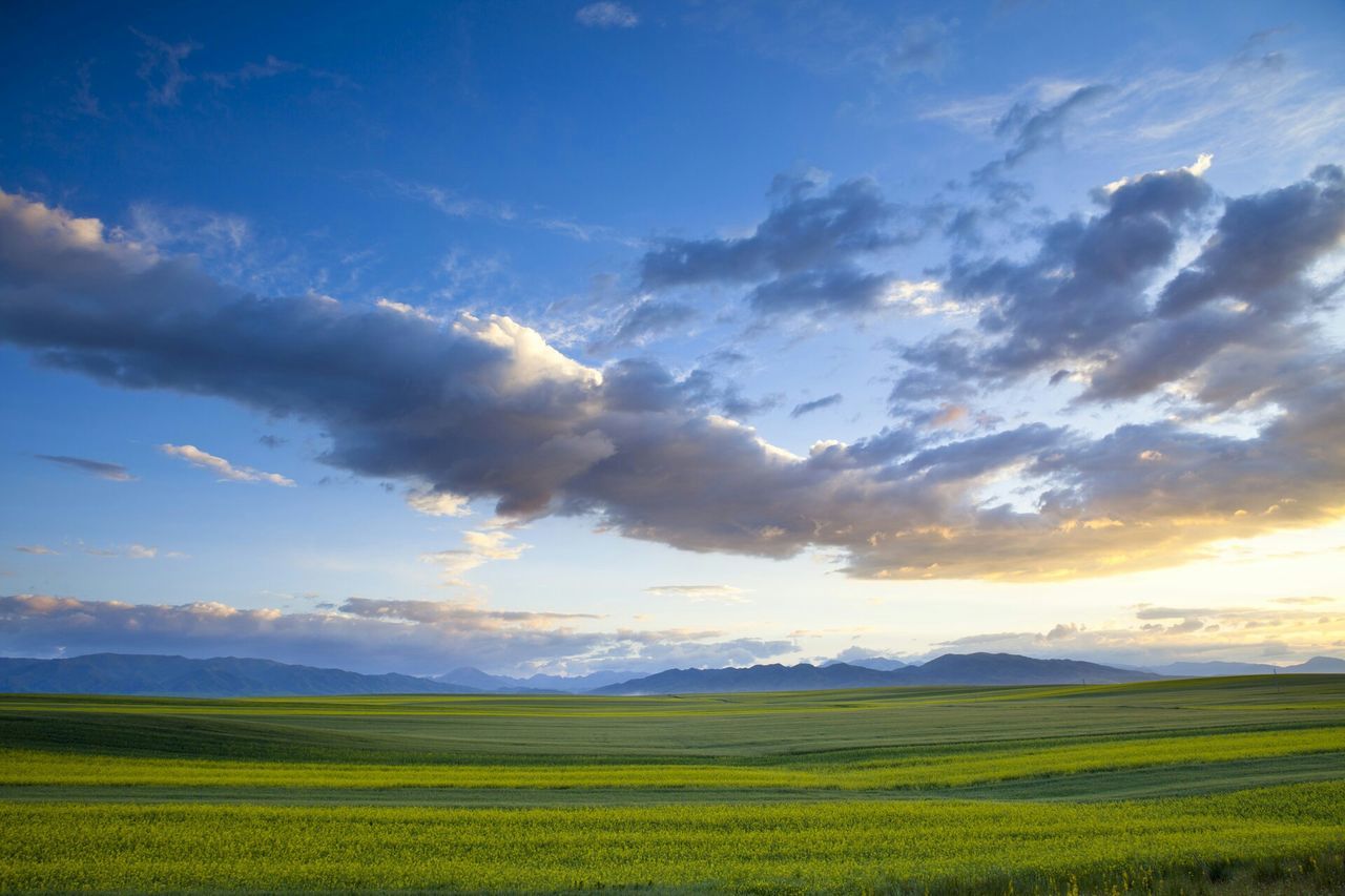 tranquil scene, landscape, sky, tranquility, scenics, field, beauty in nature, agriculture, rural scene, cloud - sky, nature, cloud, farm, cloudy, growth, idyllic, crop, horizon over land, yellow, grass