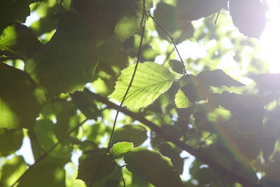 Close-up of leaves on tree