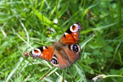 Close-up of butterfly on flower