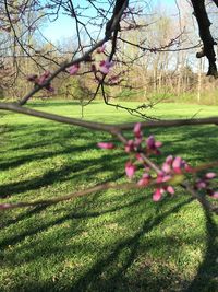 Pink flowers growing on grassy field