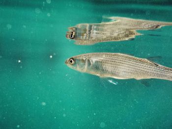 Close-up of fish swimming in water