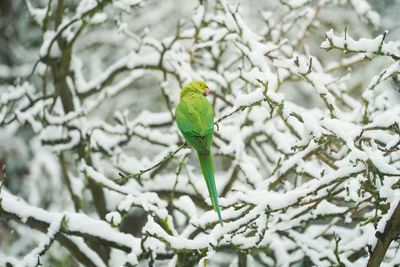 Bird perching on branch