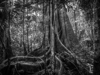 View of trees in forest