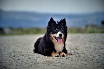 Portrait of black dog lying on land
