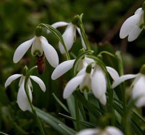 Close-up of insect pollinating on snowdrop flower